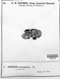 Stereum gausapatum image
